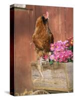 Domestic Chicken, Americana Breed, USA-Lynn M. Stone-Stretched Canvas