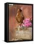 Domestic Chicken, Americana Breed, USA-Lynn M. Stone-Framed Stretched Canvas