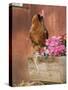 Domestic Chicken, Americana Breed, USA-Lynn M. Stone-Stretched Canvas