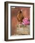 Domestic Chicken, Americana Breed, USA-Lynn M. Stone-Framed Premium Photographic Print