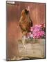 Domestic Chicken, Americana Breed, USA-Lynn M. Stone-Mounted Premium Photographic Print