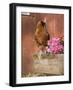 Domestic Chicken, Americana Breed, USA-Lynn M. Stone-Framed Photographic Print