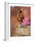 Domestic Chicken, Americana Breed, USA-Lynn M. Stone-Framed Photographic Print