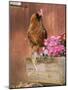 Domestic Chicken, Americana Breed, USA-Lynn M. Stone-Mounted Photographic Print
