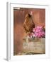 Domestic Chicken, Americana Breed, USA-Lynn M. Stone-Framed Photographic Print