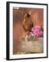 Domestic Chicken, Americana Breed, USA-Lynn M. Stone-Framed Photographic Print