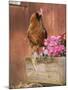 Domestic Chicken, Americana Breed, USA-Lynn M. Stone-Mounted Photographic Print