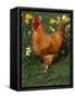 Domestic Chicken, Amongst Daffodils, USA-Lynn M. Stone-Framed Stretched Canvas