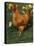 Domestic Chicken, Amongst Daffodils, USA-Lynn M. Stone-Stretched Canvas