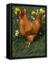 Domestic Chicken, Amongst Daffodils, USA-Lynn M. Stone-Framed Stretched Canvas