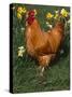 Domestic Chicken, Amongst Daffodils, USA-Lynn M. Stone-Stretched Canvas