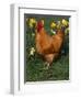 Domestic Chicken, Amongst Daffodils, USA-Lynn M. Stone-Framed Premium Photographic Print