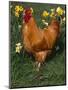 Domestic Chicken, Amongst Daffodils, USA-Lynn M. Stone-Mounted Premium Photographic Print