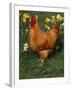 Domestic Chicken, Amongst Daffodils, USA-Lynn M. Stone-Framed Photographic Print