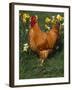 Domestic Chicken, Amongst Daffodils, USA-Lynn M. Stone-Framed Photographic Print