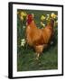 Domestic Chicken, Amongst Daffodils, USA-Lynn M. Stone-Framed Photographic Print