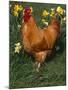 Domestic Chicken, Amongst Daffodils, USA-Lynn M. Stone-Mounted Photographic Print