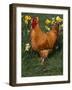 Domestic Chicken, Amongst Daffodils, USA-Lynn M. Stone-Framed Photographic Print