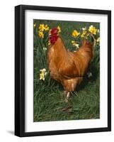 Domestic Chicken, Amongst Daffodils, USA-Lynn M. Stone-Framed Photographic Print