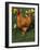 Domestic Chicken, Amongst Daffodils, USA-Lynn M. Stone-Framed Photographic Print