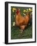 Domestic Chicken, Amongst Daffodils, USA-Lynn M. Stone-Framed Photographic Print