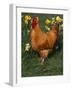Domestic Chicken, Amongst Daffodils, USA-Lynn M. Stone-Framed Photographic Print
