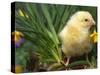 Domestic Chicken, Baby Chick, USA-Lynn M. Stone-Stretched Canvas