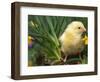 Domestic Chicken, Baby Chick, USA-Lynn M. Stone-Framed Premium Photographic Print