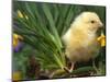 Domestic Chicken, Baby Chick, USA-Lynn M. Stone-Mounted Premium Photographic Print