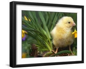 Domestic Chicken, Baby Chick, USA-Lynn M. Stone-Framed Photographic Print