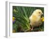 Domestic Chicken, Baby Chick, USA-Lynn M. Stone-Framed Photographic Print