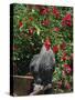 Domestic Chicken, Barred Rock Cochin Bantam Rooster, Iowa, USA-Lynn M^ Stone-Stretched Canvas