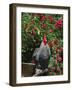 Domestic Chicken, Barred Rock Cochin Bantam Rooster, Iowa, USA-Lynn M^ Stone-Framed Photographic Print