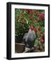 Domestic Chicken, Barred Rock Cochin Bantam Rooster, Iowa, USA-Lynn M^ Stone-Framed Photographic Print