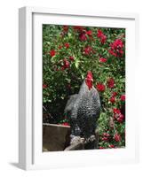 Domestic Chicken, Barred Rock Cochin Bantam Rooster, Iowa, USA-Lynn M^ Stone-Framed Photographic Print