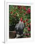 Domestic Chicken, Barred Rock Cochin Bantam Rooster, Iowa, USA-Lynn M^ Stone-Framed Photographic Print
