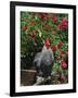 Domestic Chicken, Barred Rock Cochin Bantam Rooster, Iowa, USA-Lynn M^ Stone-Framed Photographic Print