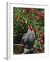 Domestic Chicken, Barred Rock Cochin Bantam Rooster, Iowa, USA-Lynn M^ Stone-Framed Photographic Print