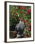 Domestic Chicken, Barred Rock Cochin Bantam Rooster, Iowa, USA-Lynn M^ Stone-Framed Photographic Print