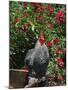 Domestic Chicken, Barred Rock Cochin Bantam Rooster, Iowa, USA-Lynn M^ Stone-Mounted Photographic Print