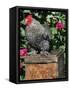 Domestic Chicken, Barred Rock Cohin Bantam Rooster, Iowa, USA-Lynn M. Stone-Framed Stretched Canvas