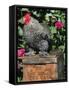 Domestic Chicken, Barred Rock Cohin Bantam Rooster, Iowa, USA-Lynn M. Stone-Framed Stretched Canvas
