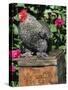 Domestic Chicken, Barred Rock Cohin Bantam Rooster, Iowa, USA-Lynn M. Stone-Stretched Canvas