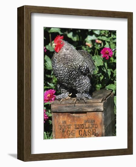 Domestic Chicken, Barred Rock Cohin Bantam Rooster, Iowa, USA-Lynn M. Stone-Framed Premium Photographic Print