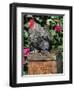 Domestic Chicken, Barred Rock Cohin Bantam Rooster, Iowa, USA-Lynn M. Stone-Framed Premium Photographic Print