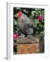 Domestic Chicken, Barred Rock Cohin Bantam Rooster, Iowa, USA-Lynn M. Stone-Framed Photographic Print