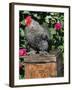 Domestic Chicken, Barred Rock Cohin Bantam Rooster, Iowa, USA-Lynn M. Stone-Framed Photographic Print