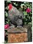 Domestic Chicken, Barred Rock Cohin Bantam Rooster, Iowa, USA-Lynn M. Stone-Mounted Photographic Print