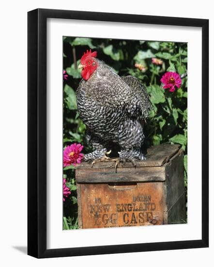 Domestic Chicken, Barred Rock Cohin Bantam Rooster, Iowa, USA-Lynn M. Stone-Framed Photographic Print