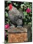 Domestic Chicken, Barred Rock Cohin Bantam Rooster, Iowa, USA-Lynn M. Stone-Mounted Photographic Print